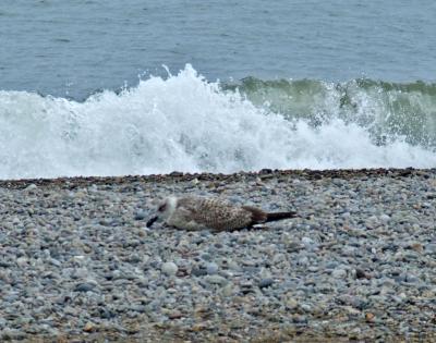 Прикрепленное изображение: DSCF7742.jpg